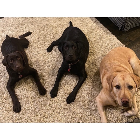 Meet Kona & Romeo! 💗 - Picture 3 of 12